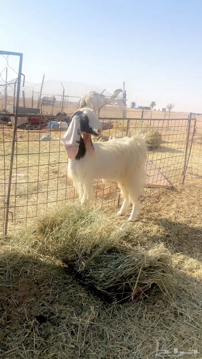 المعزا البيض صنف 0