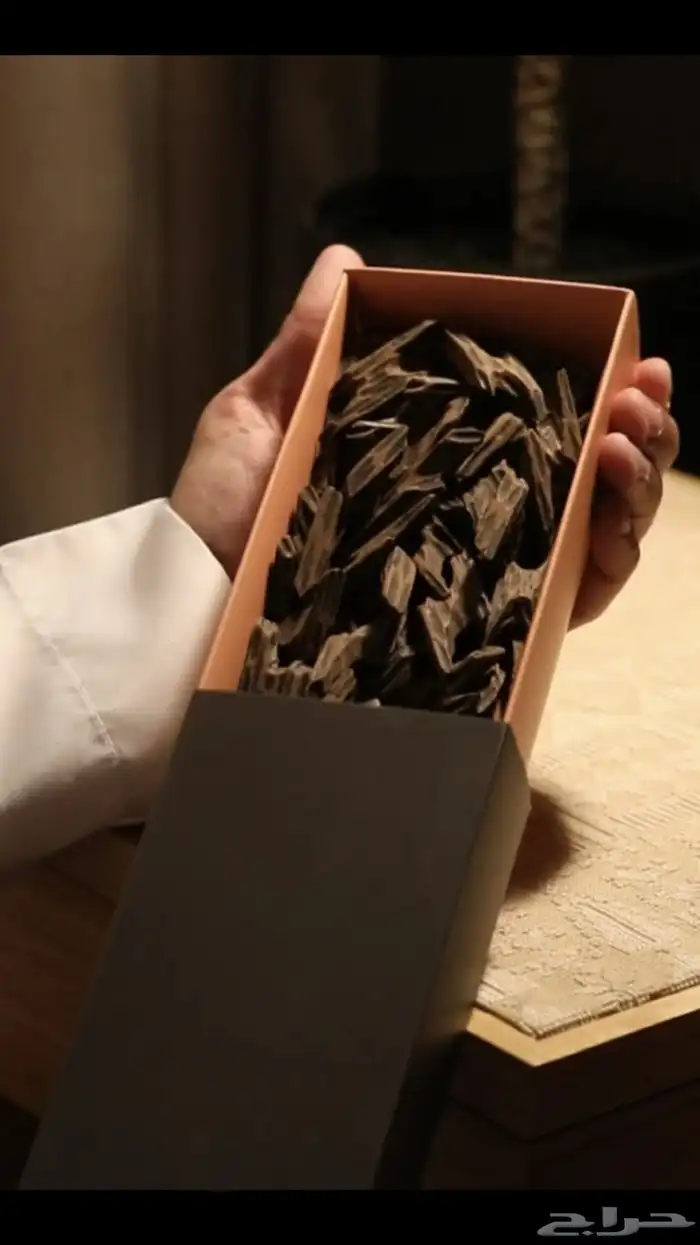 عود تايقر كمبودي 2