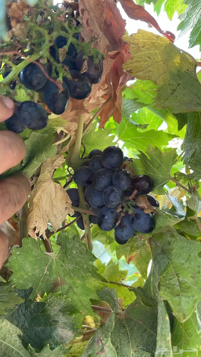 استراحة بضيافة خاصه ومزرعة في الحمرة ظهران الجنوب 40