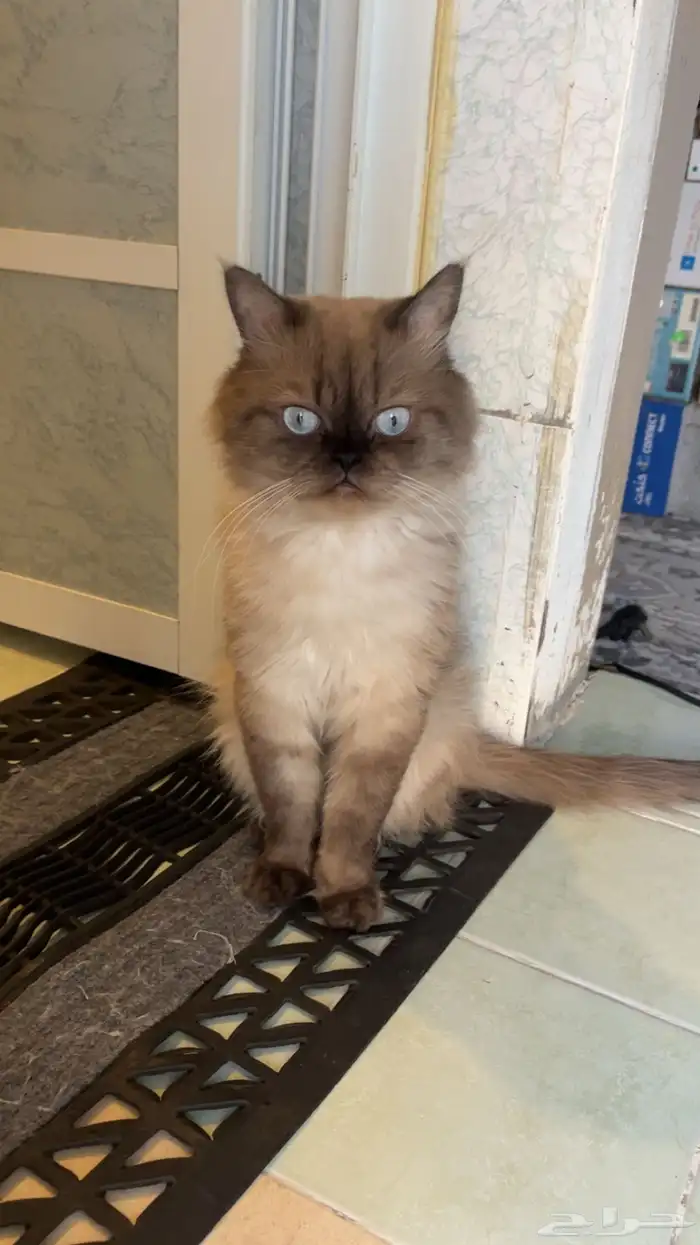 قطط 1