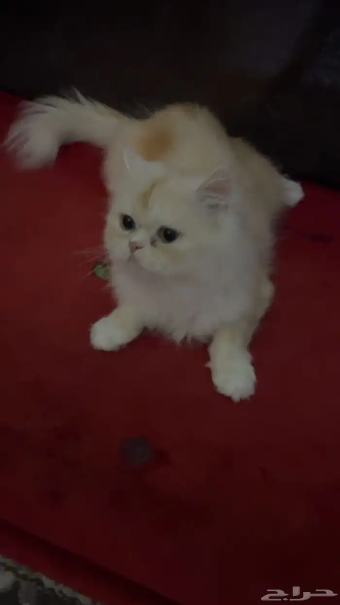 قطط 0
