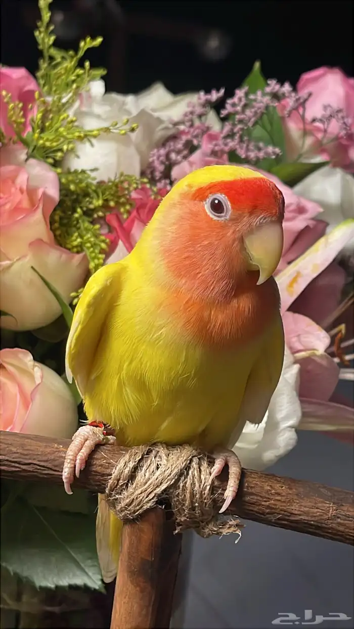 للبيع ببغاء الروز الأليف مناسب للأطفال 7