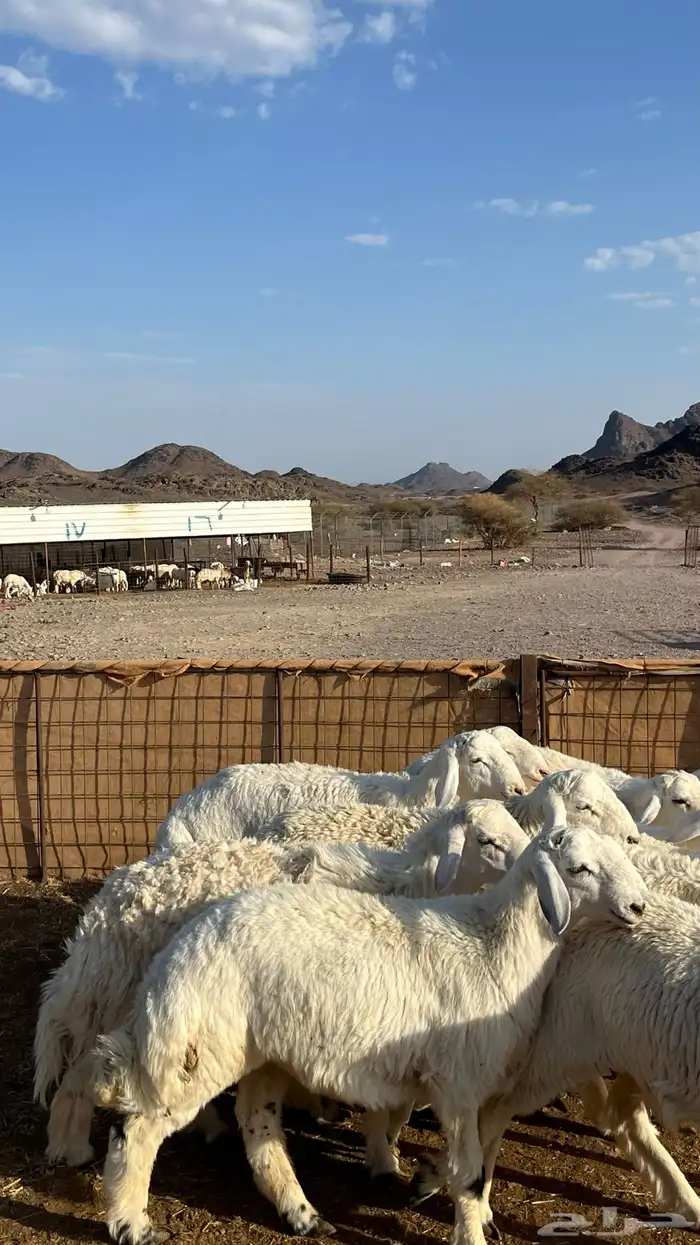 طليان حري ذبايح نظاف شرط 1