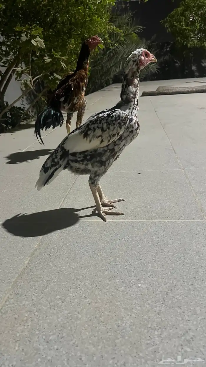 دجاجه سنديه 2