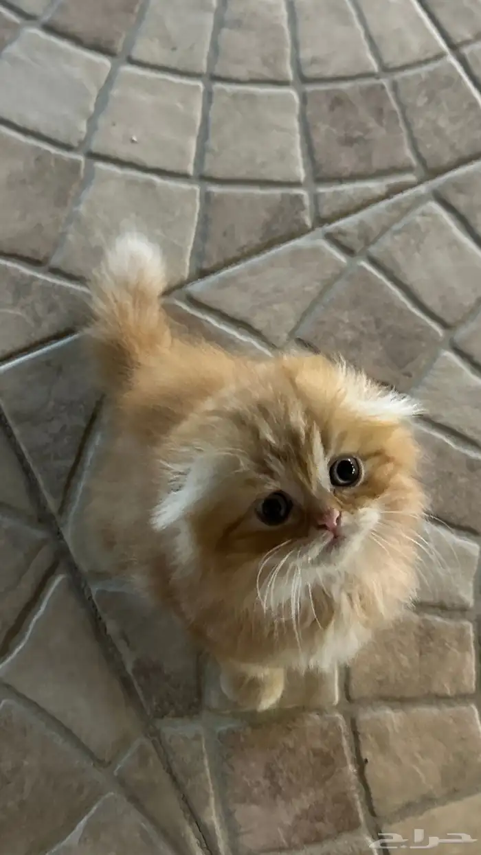 قطه للبيع 2