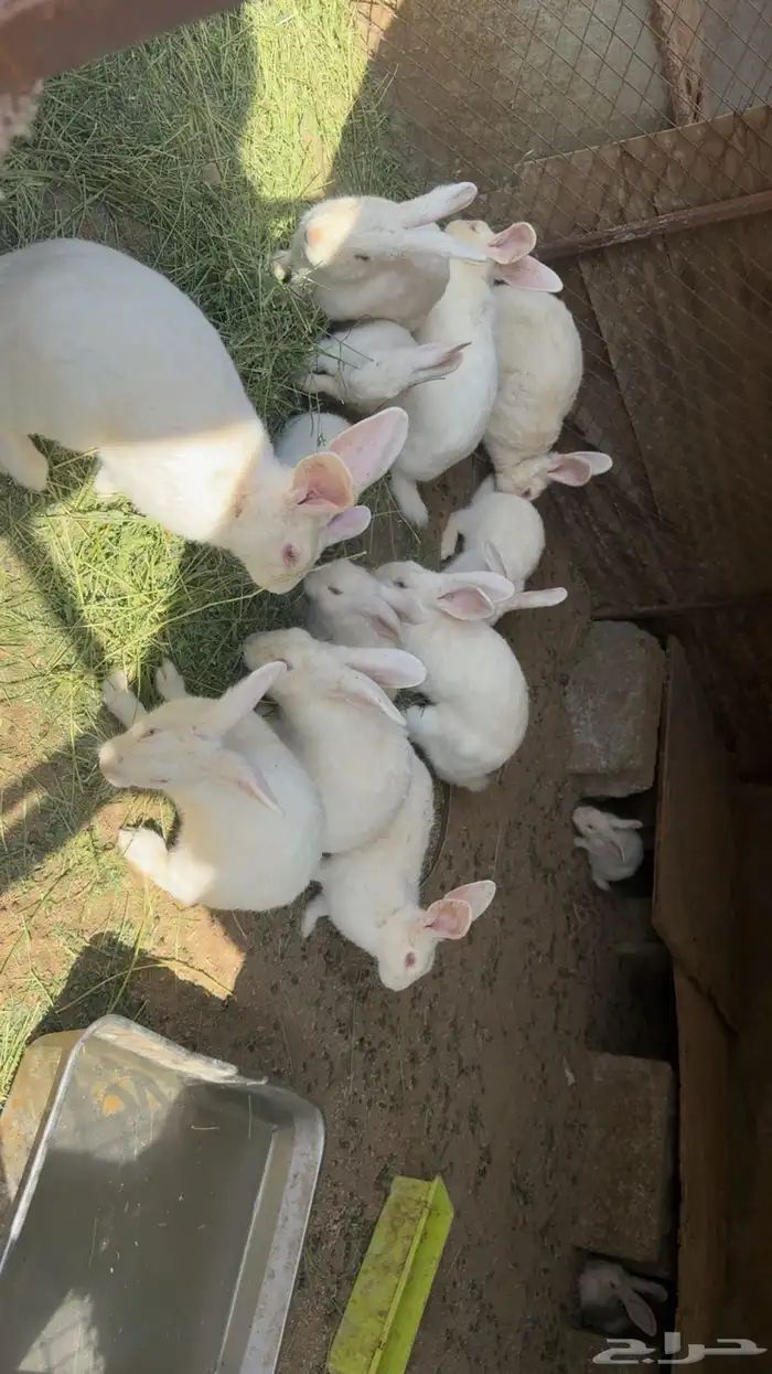 ارانب فرنسيه 2