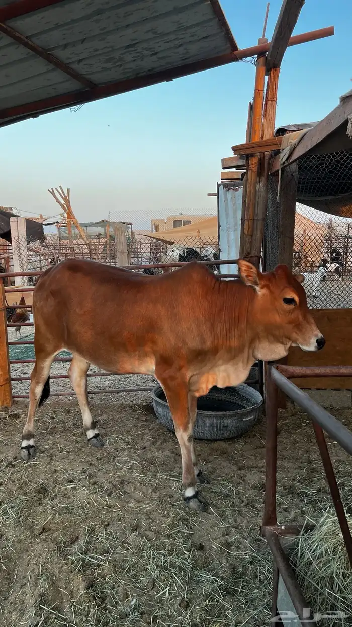 للبيع عجله بلديه تصلح ذبح ومقنوي 3