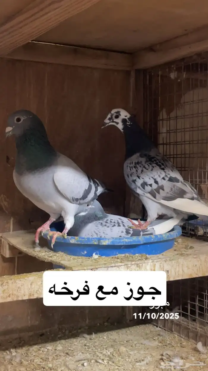 زواجل 13