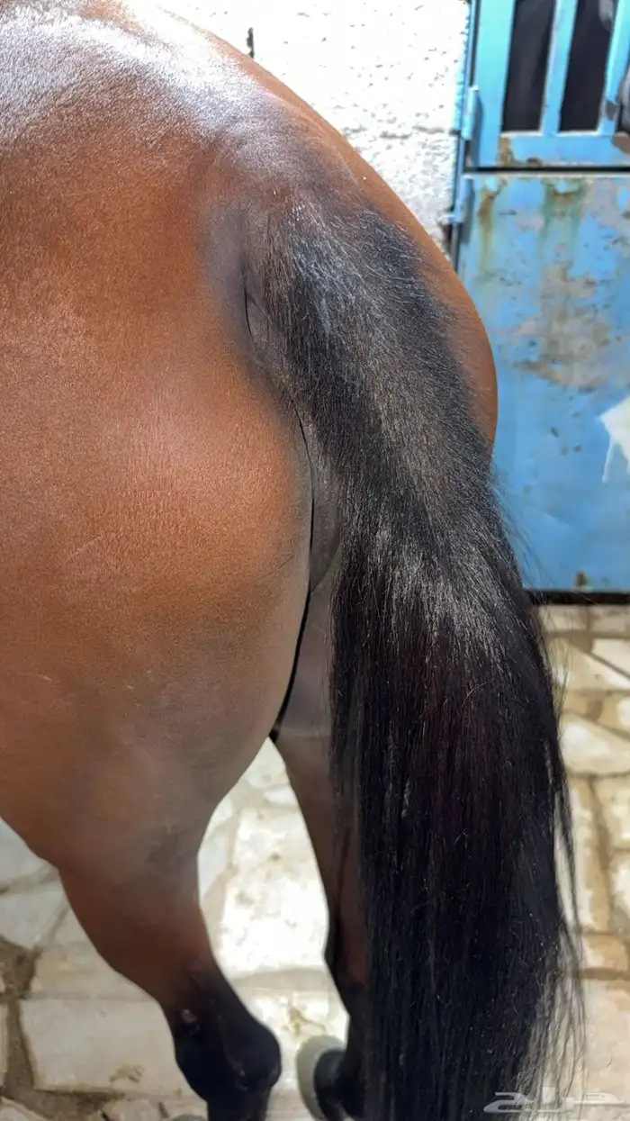 حصان طرب شعبي 3