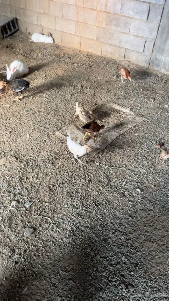 دجاج للبيع 2