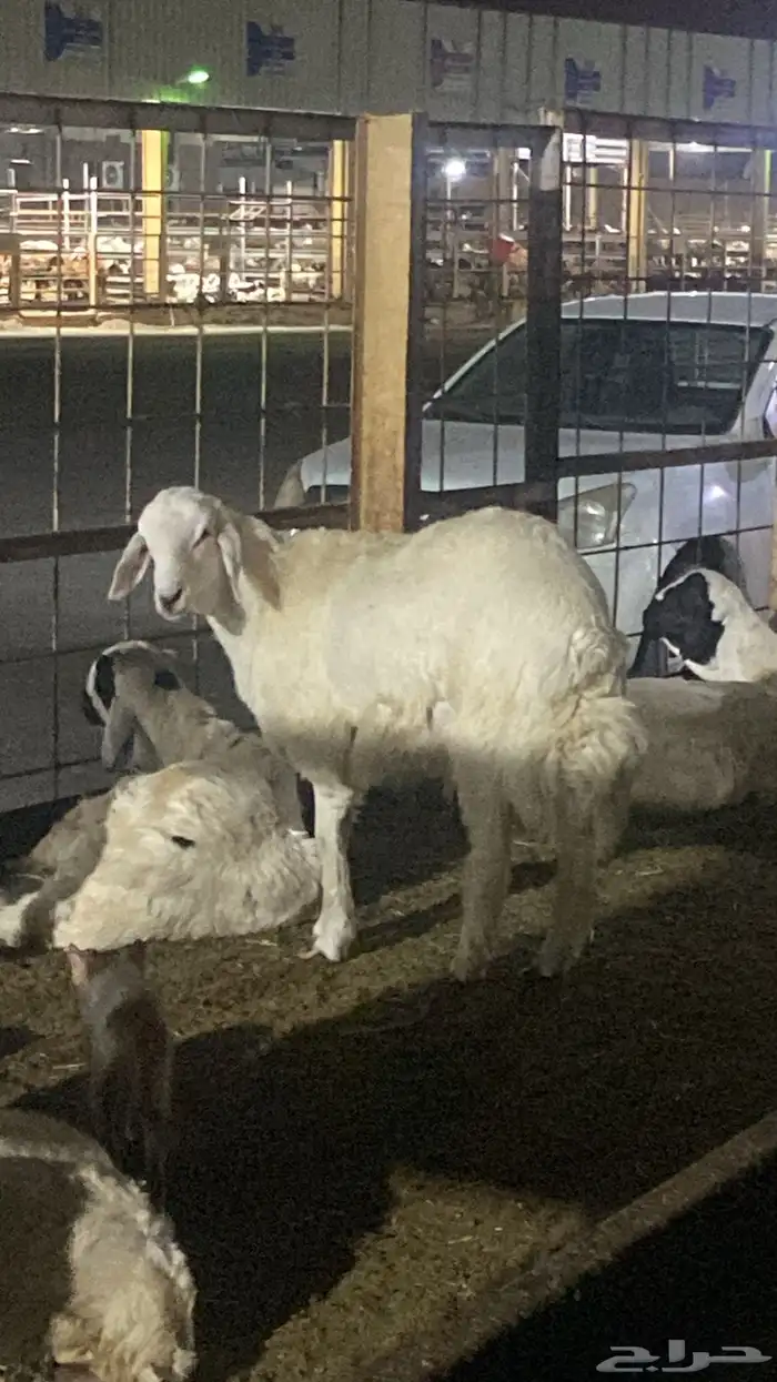 سواكني تربيه من المزرعه لباب بيتك 23