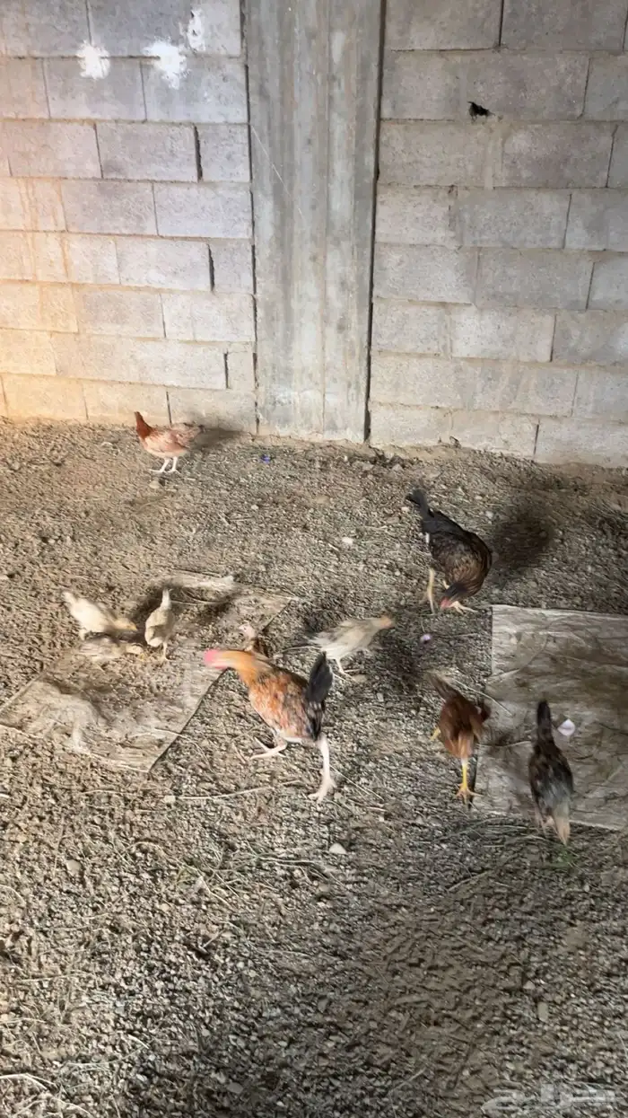 دجاج للبيع 3