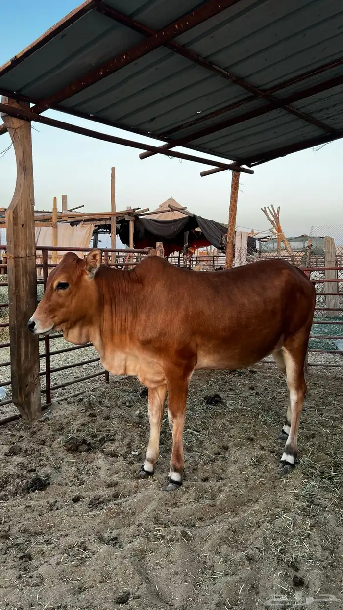 للبيع عجله بلديه تصلح ذبح ومقنوي 1