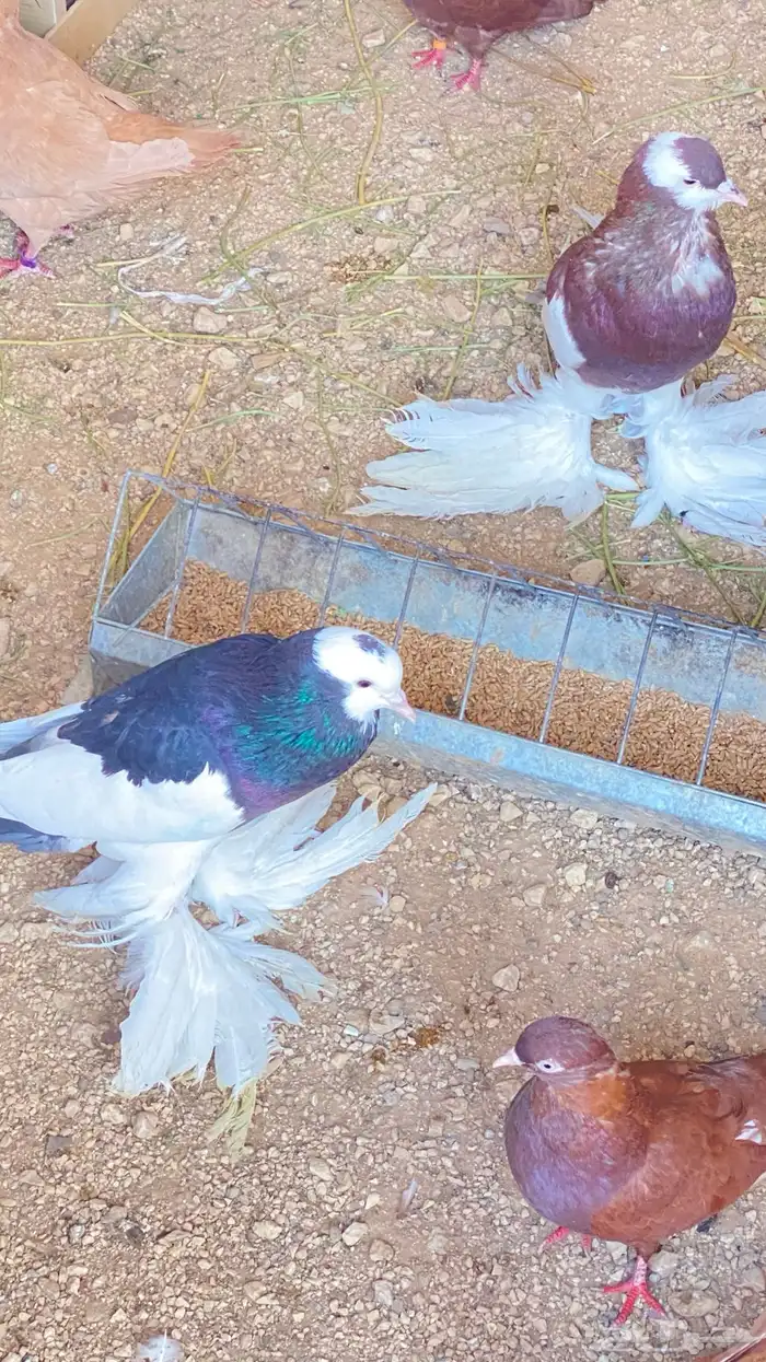 للبيع حمام نفاخ زواج 21