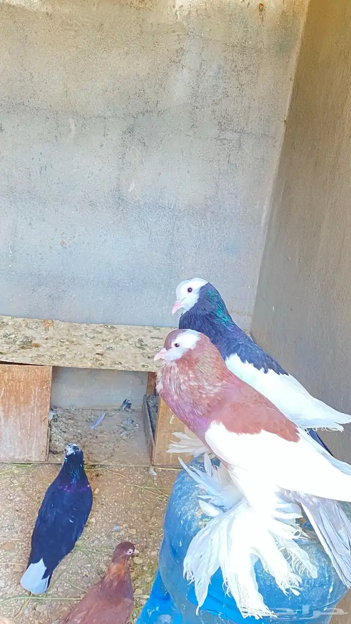 للبيع حمام نفاخ زواج 5