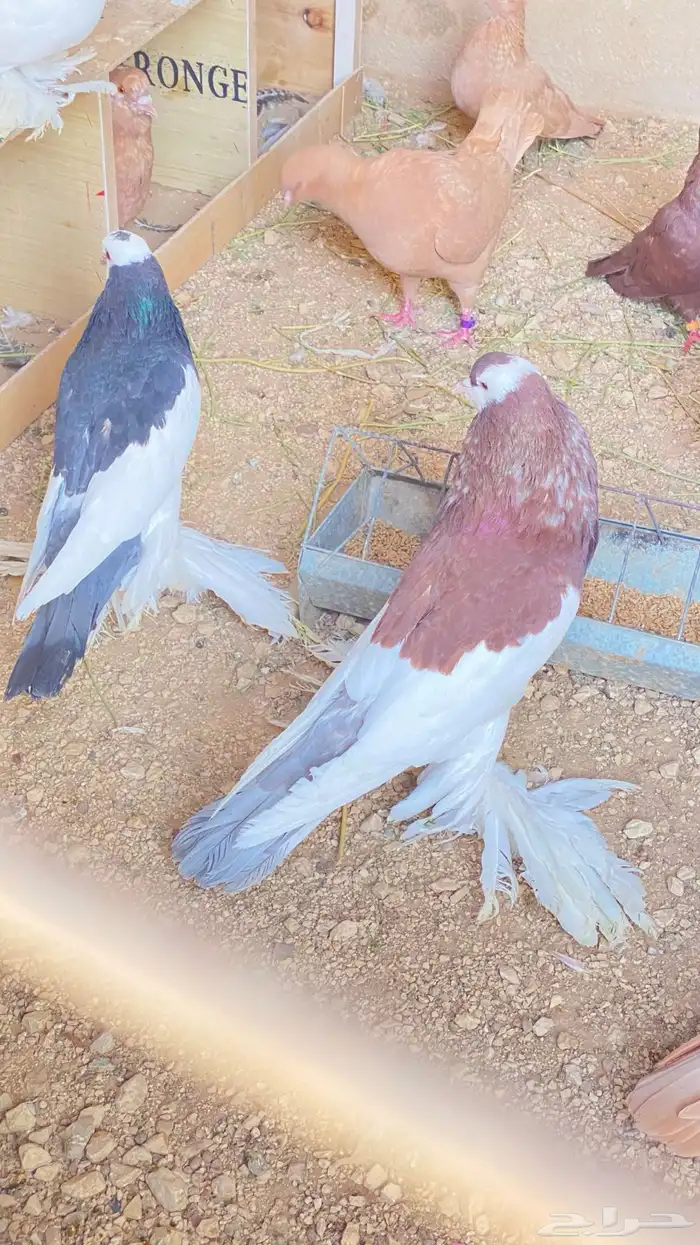 للبيع حمام نفاخ زواج 18