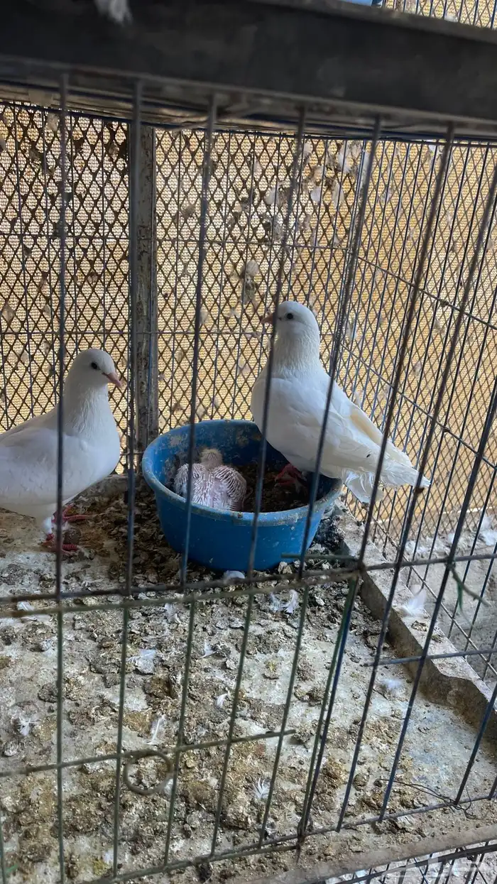 حمام لاحم ابيض فرنسي منتج منتج 2