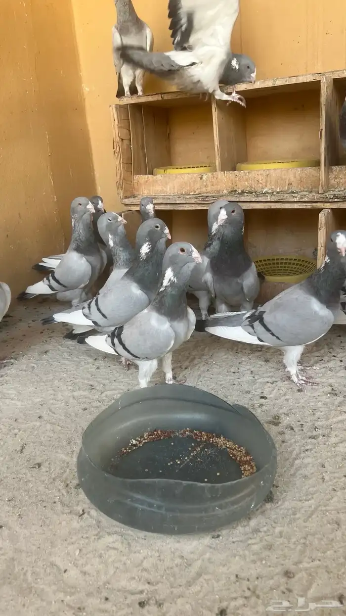 حمام ابلق سوري 4