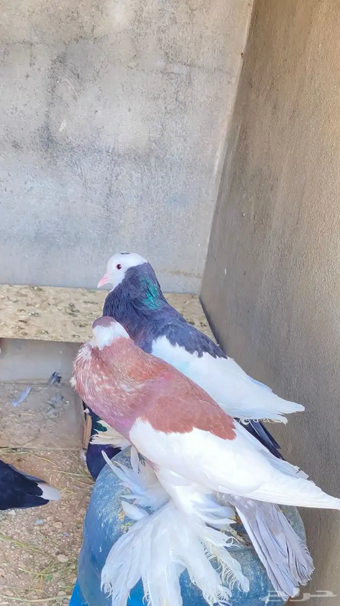 للبيع حمام نفاخ زواج 0