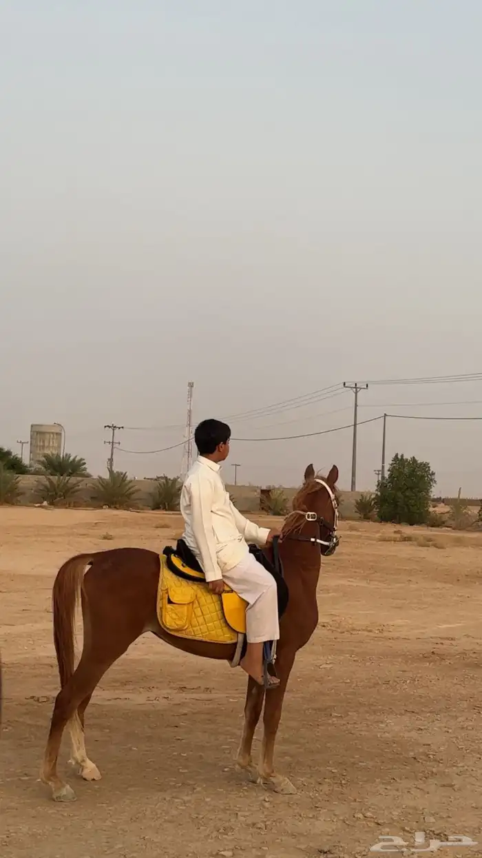 مهر واهو 5