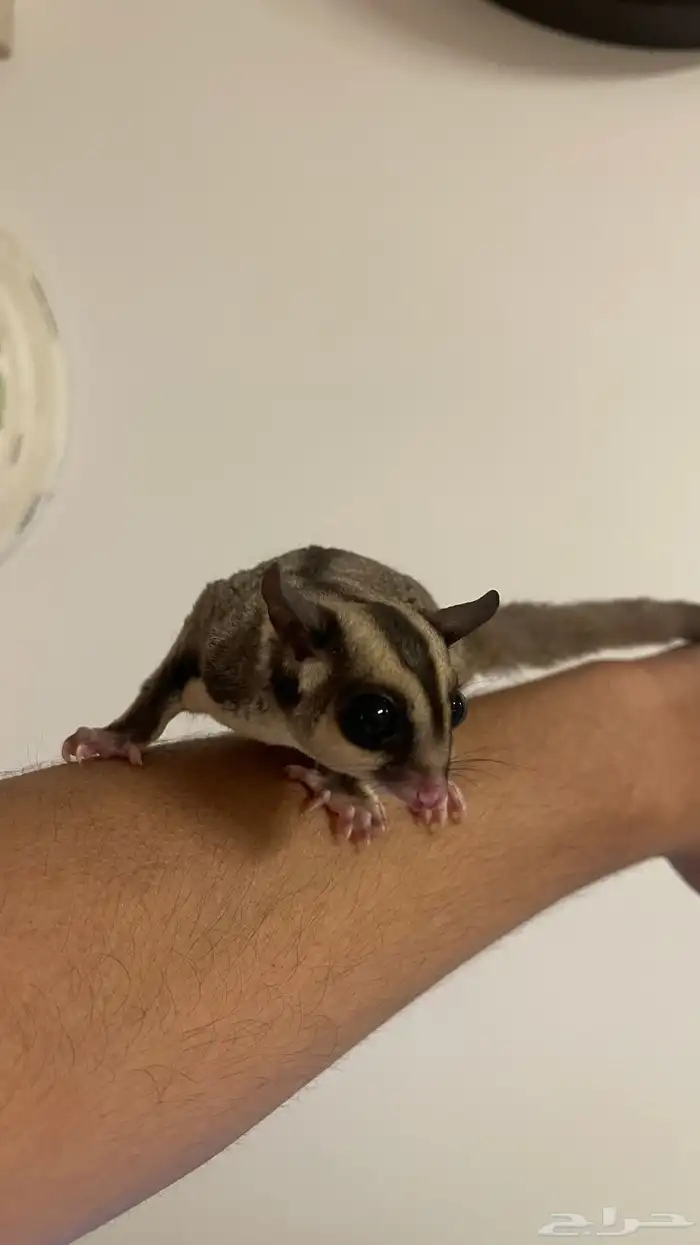 سنجاب طائر 0