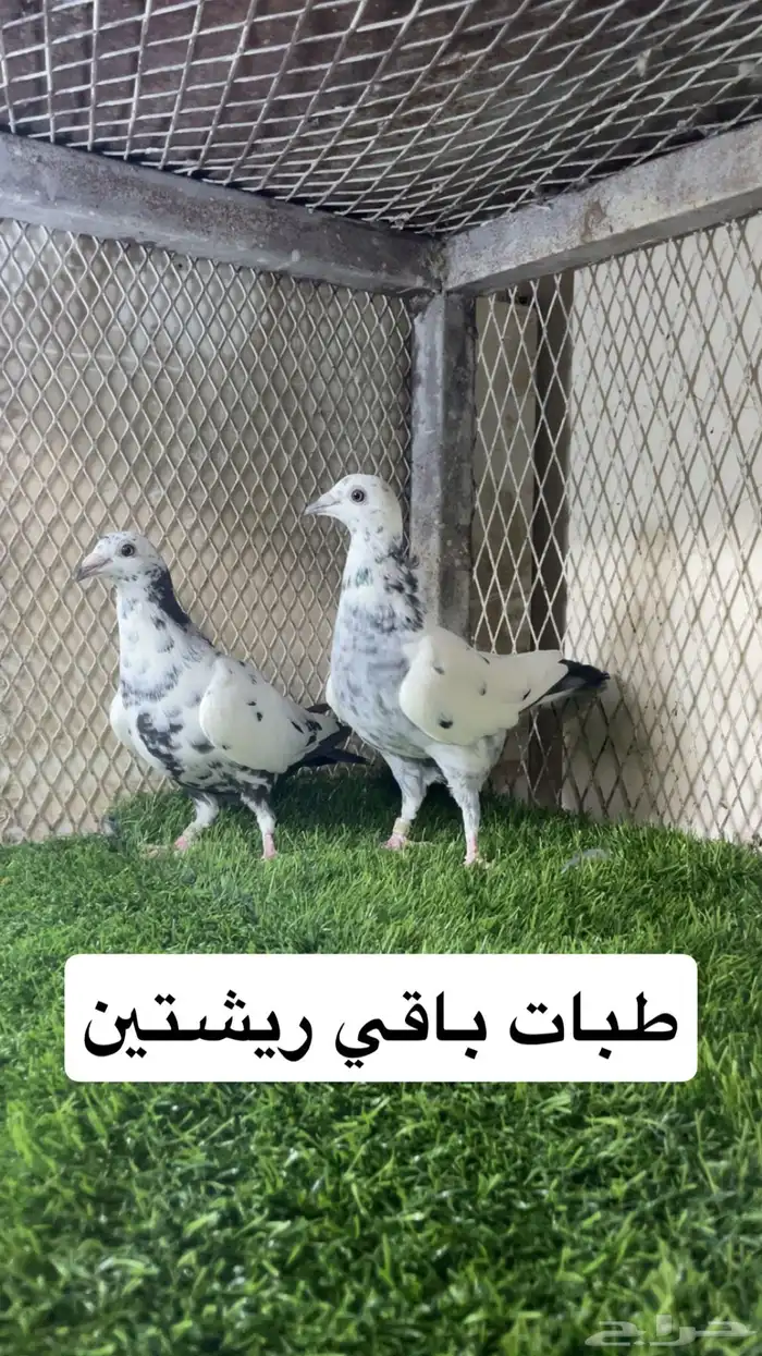 زواجل 8