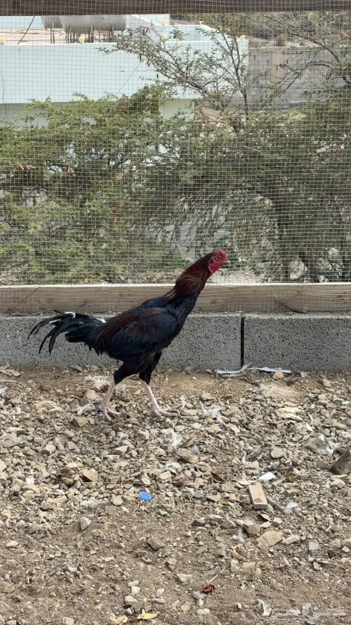 طقم باكستاني 1