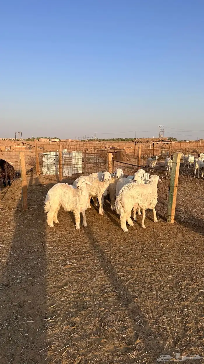 للبيع خرفان حري مشاريع فحول 2