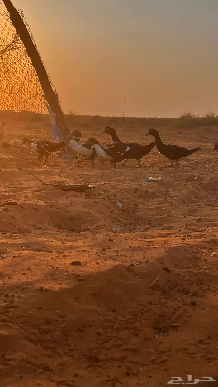 للبيع بط مصري 6
