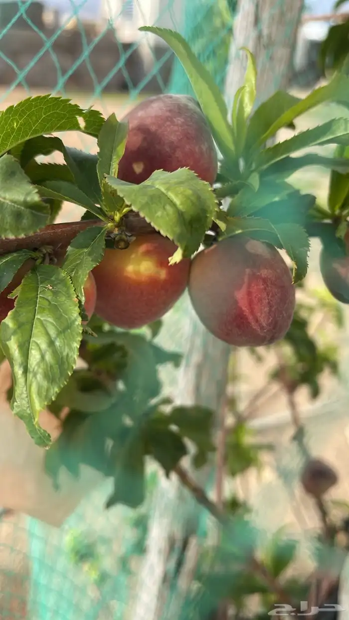 استراحة بضيافة خاصه ومزرعة في الحمرة ظهران الجنوب 51