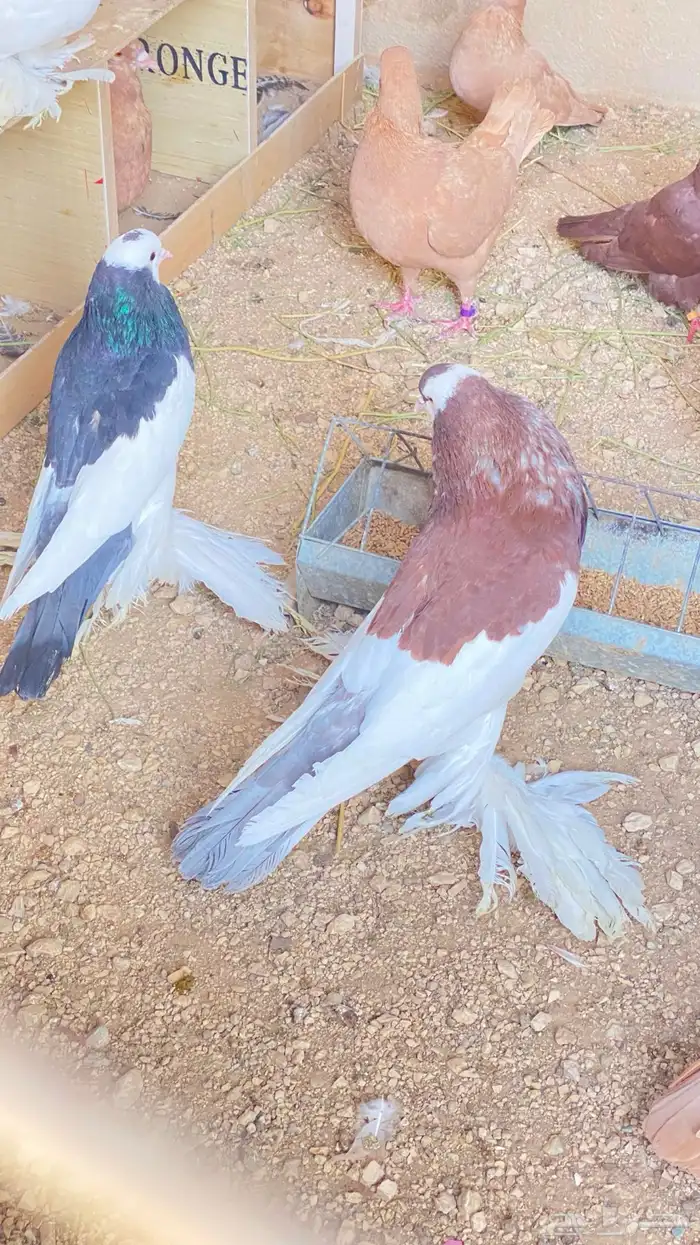 للبيع حمام نفاخ زواج 13