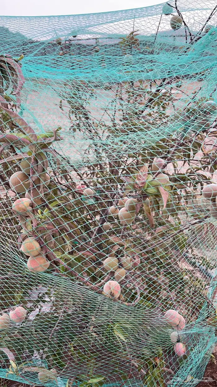 استراحة بضيافة خاصه ومزرعة في الحمرة ظهران الجنوب 25