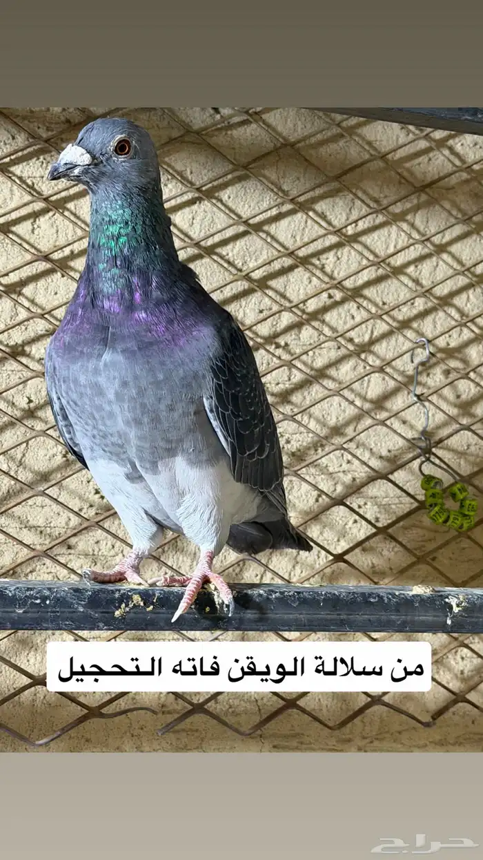 حمام. اجل سباق 2