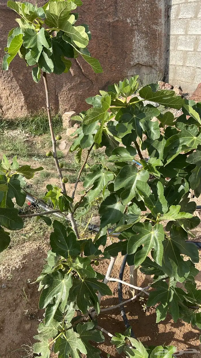 استراحة بضيافة خاصه ومزرعة في الحمرة ظهران الجنوب 52