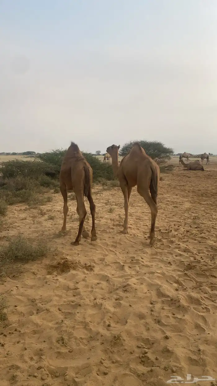 قعدان بلدي كفوو 8