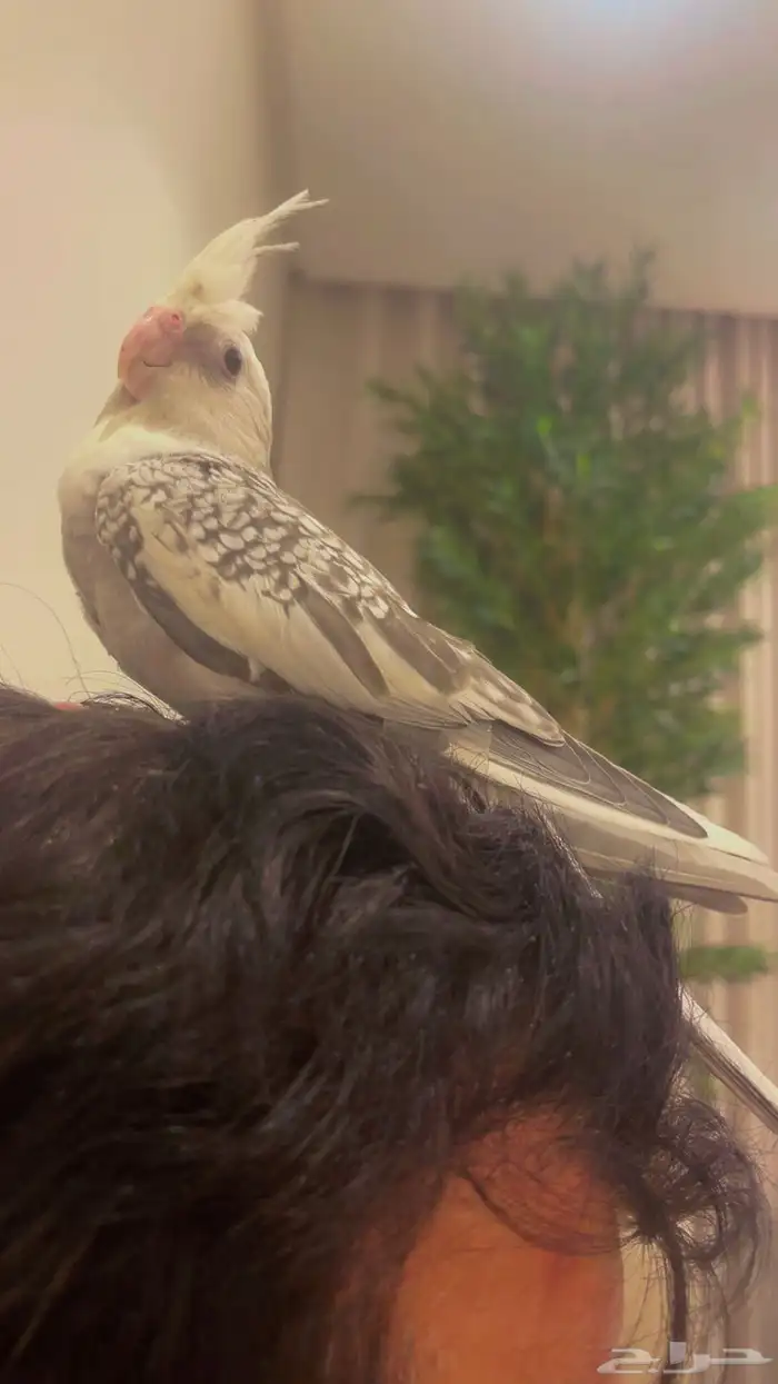 كروان هولندي أليف ومفطوم تم البيع 4