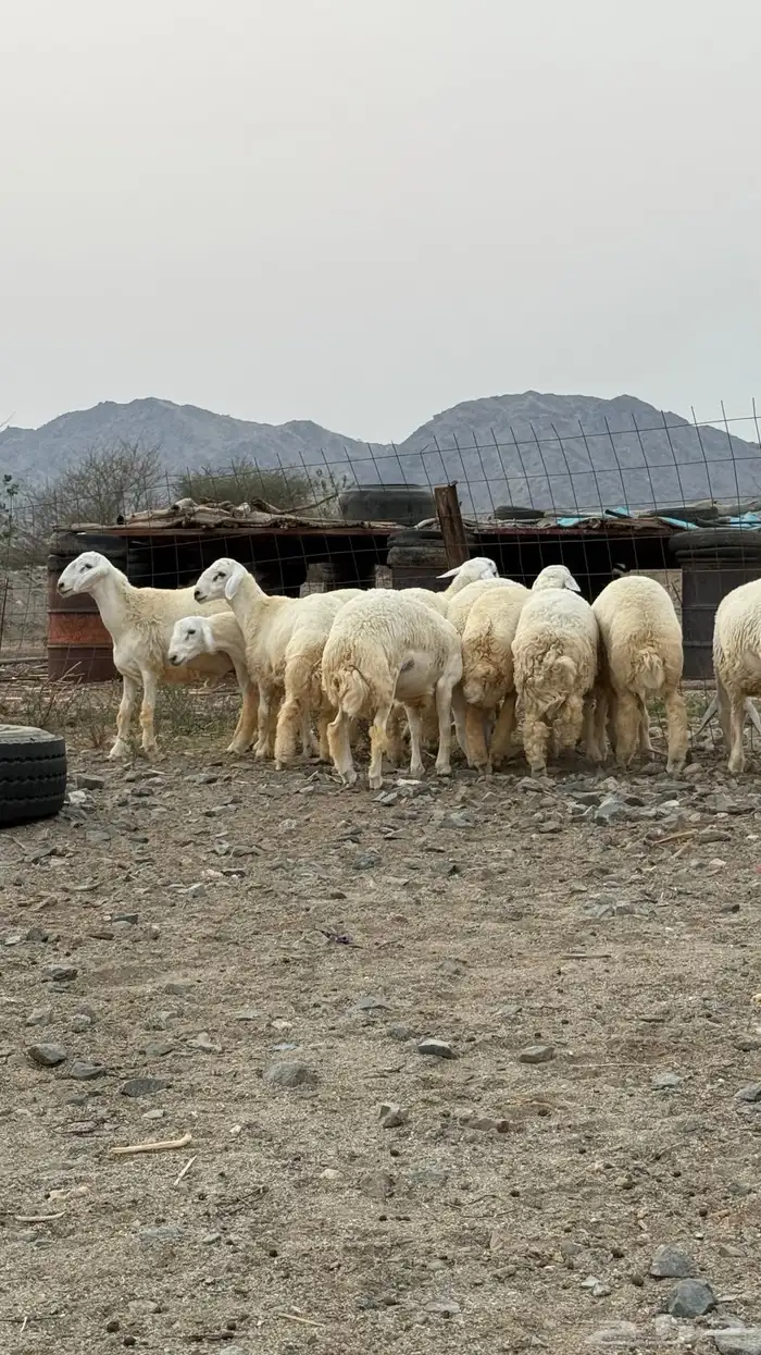غنم حرية 1