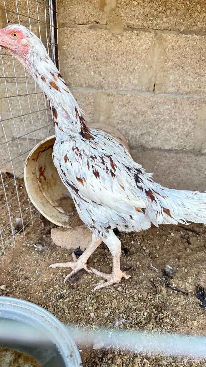 دجاجه للبيع 0