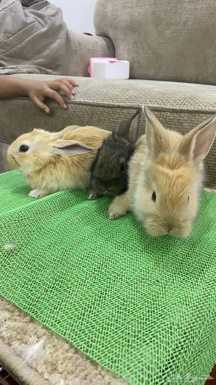 ارانب تربيه 4