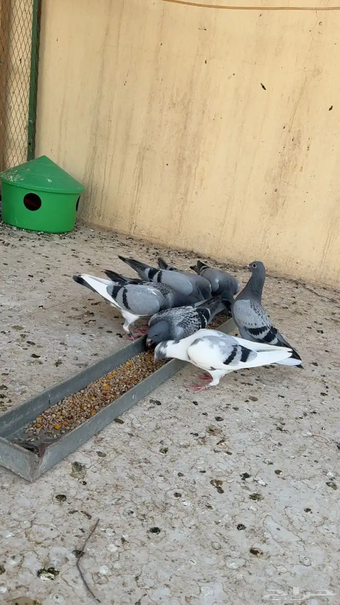 طبات زواجل 5