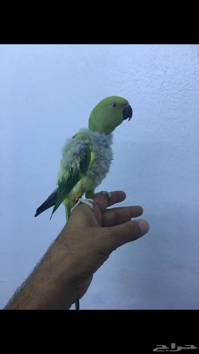 انثى دره ولوفه 6