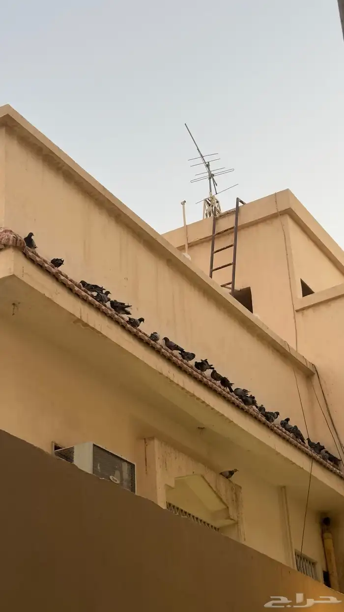 مساعدة بخصوص الحمام المنزلي 0