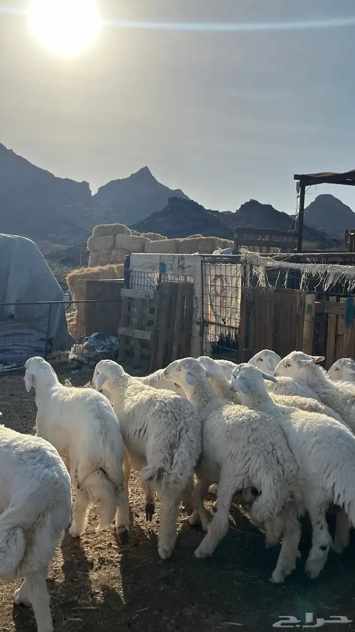 طليان حري ذبايح نظاف شرط 4
