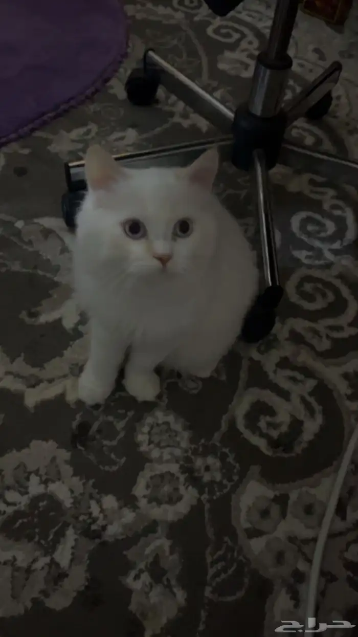 قطط 2