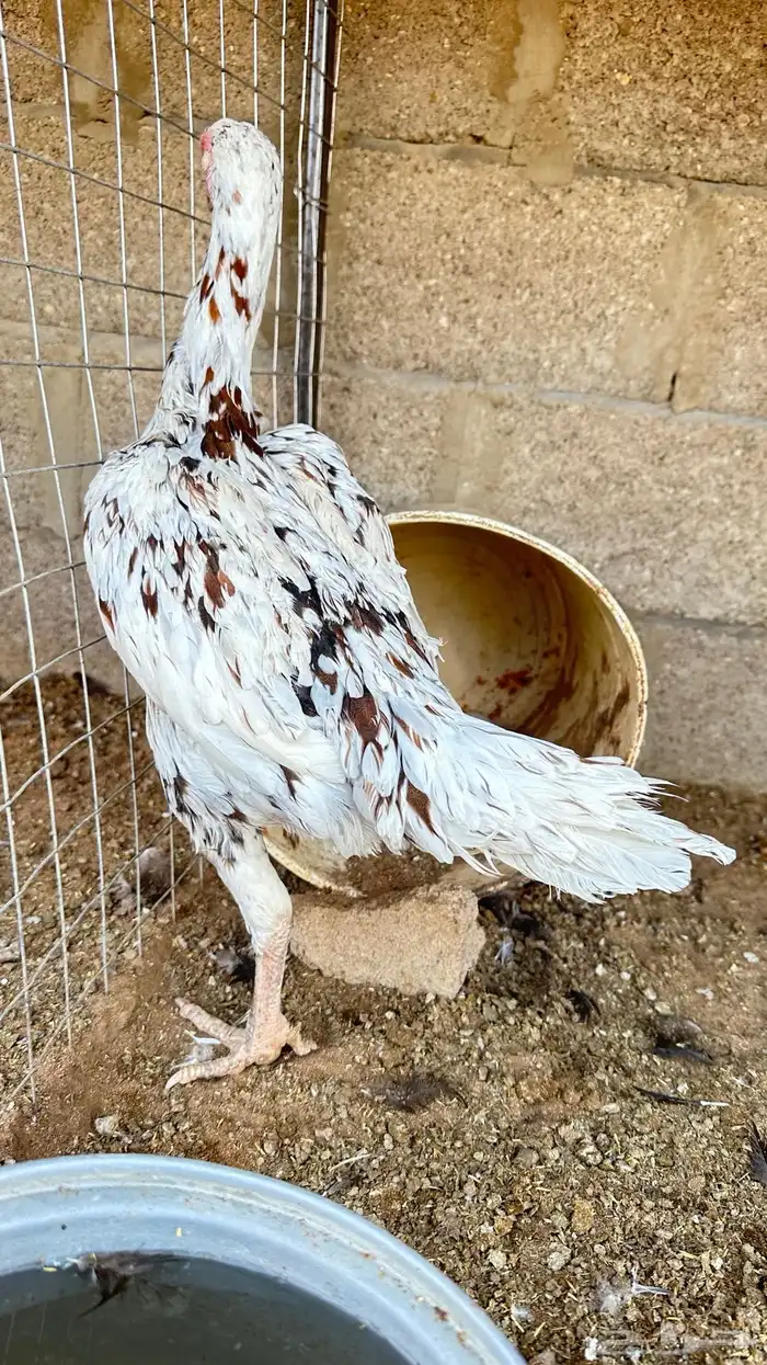 دجاجه للبيع 4