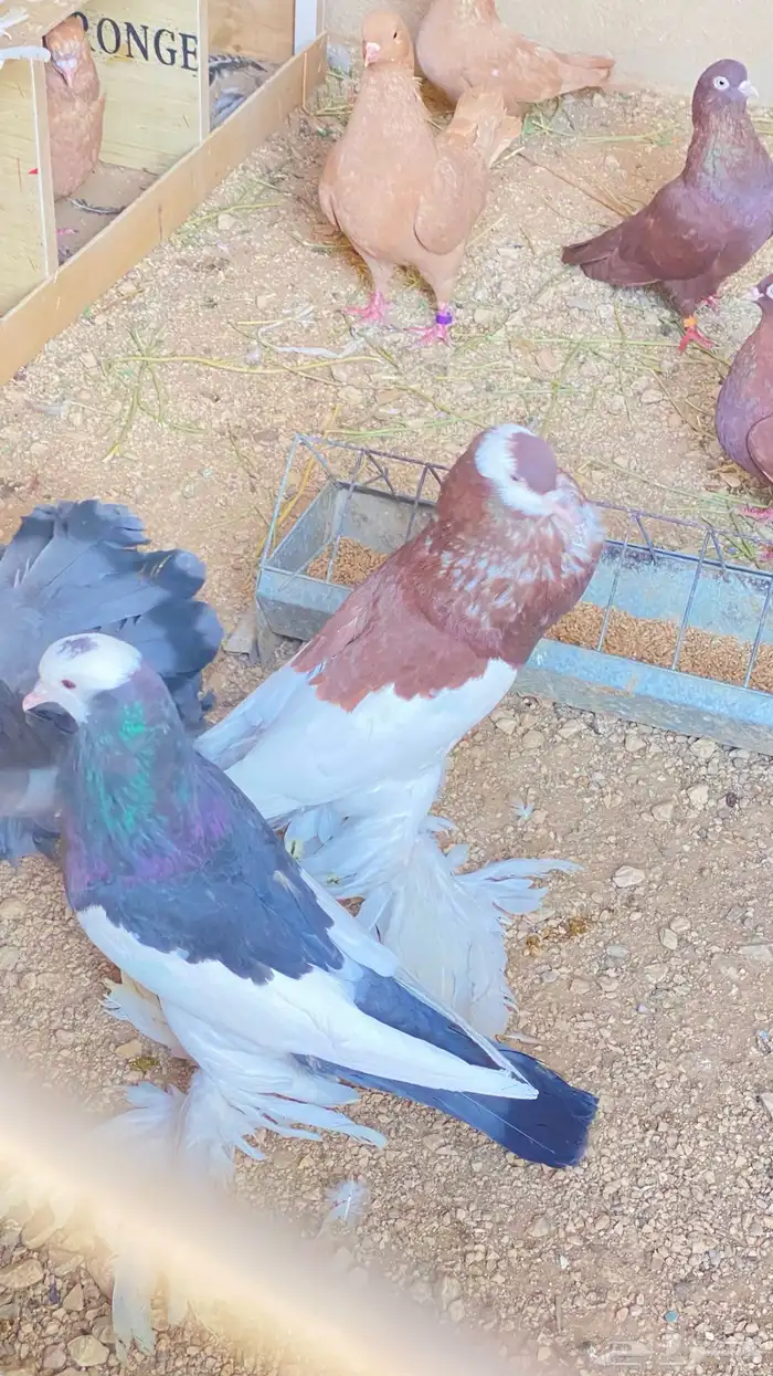 للبيع حمام نفاخ زواج 16