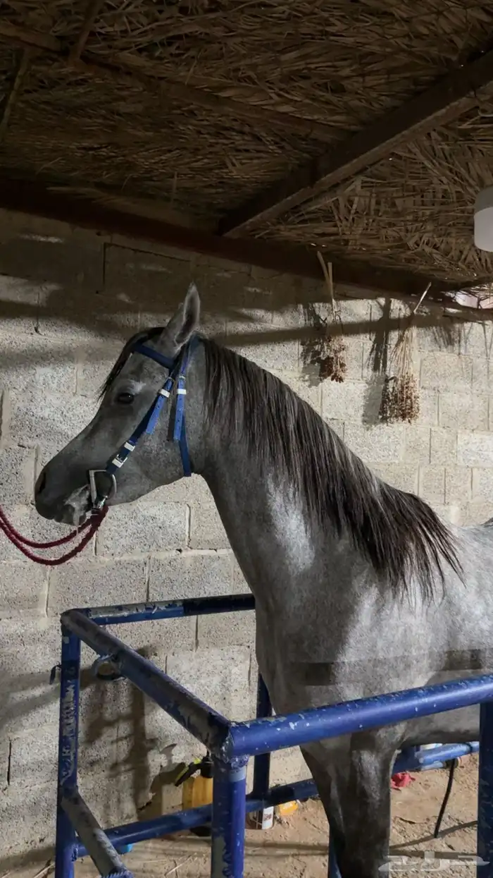 خيل 2