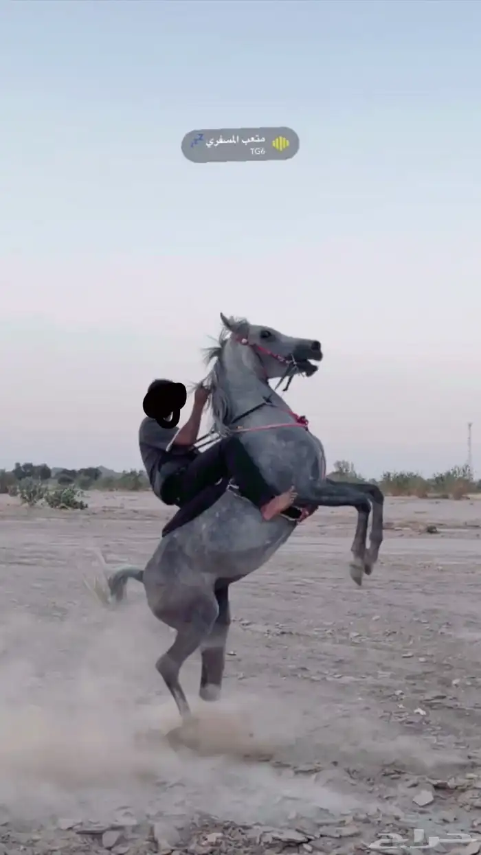 فرس شعبيه 1