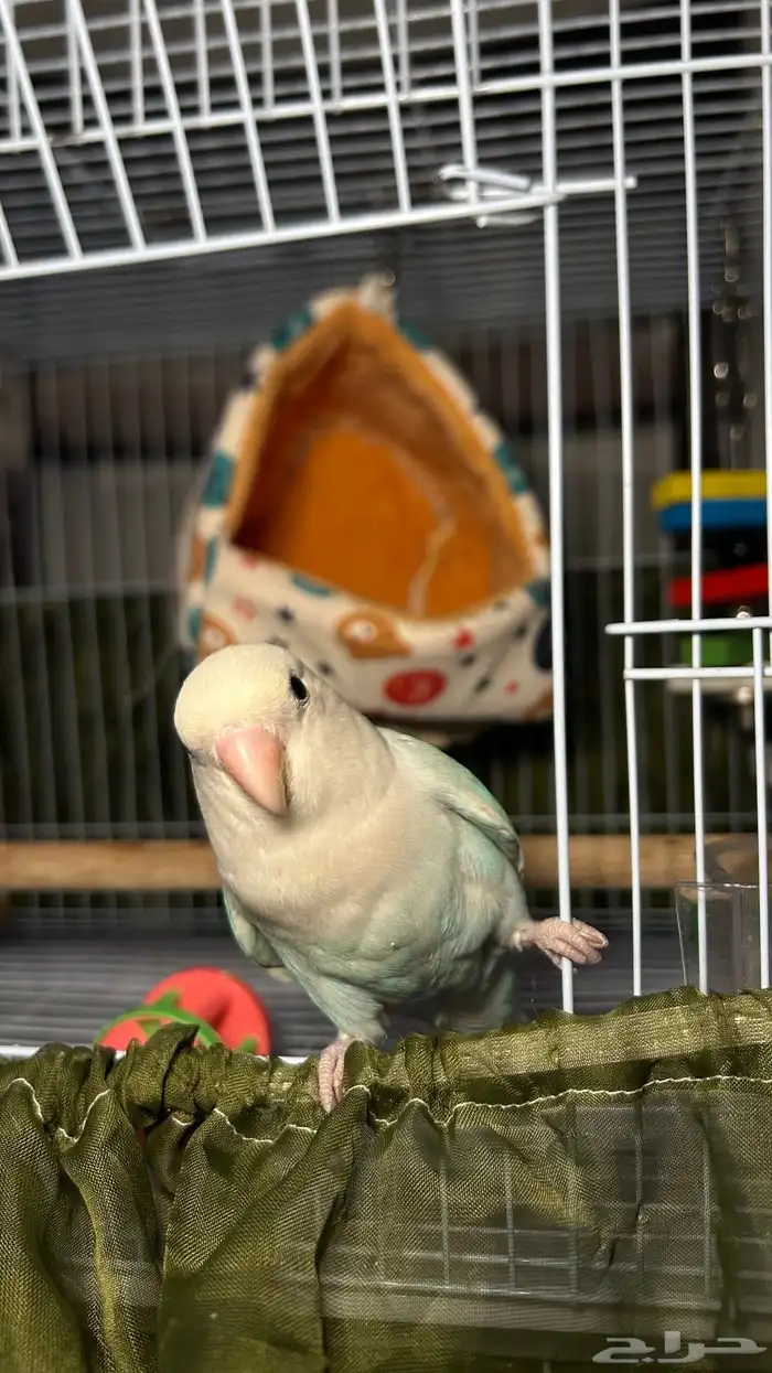 فندقه طيور 6