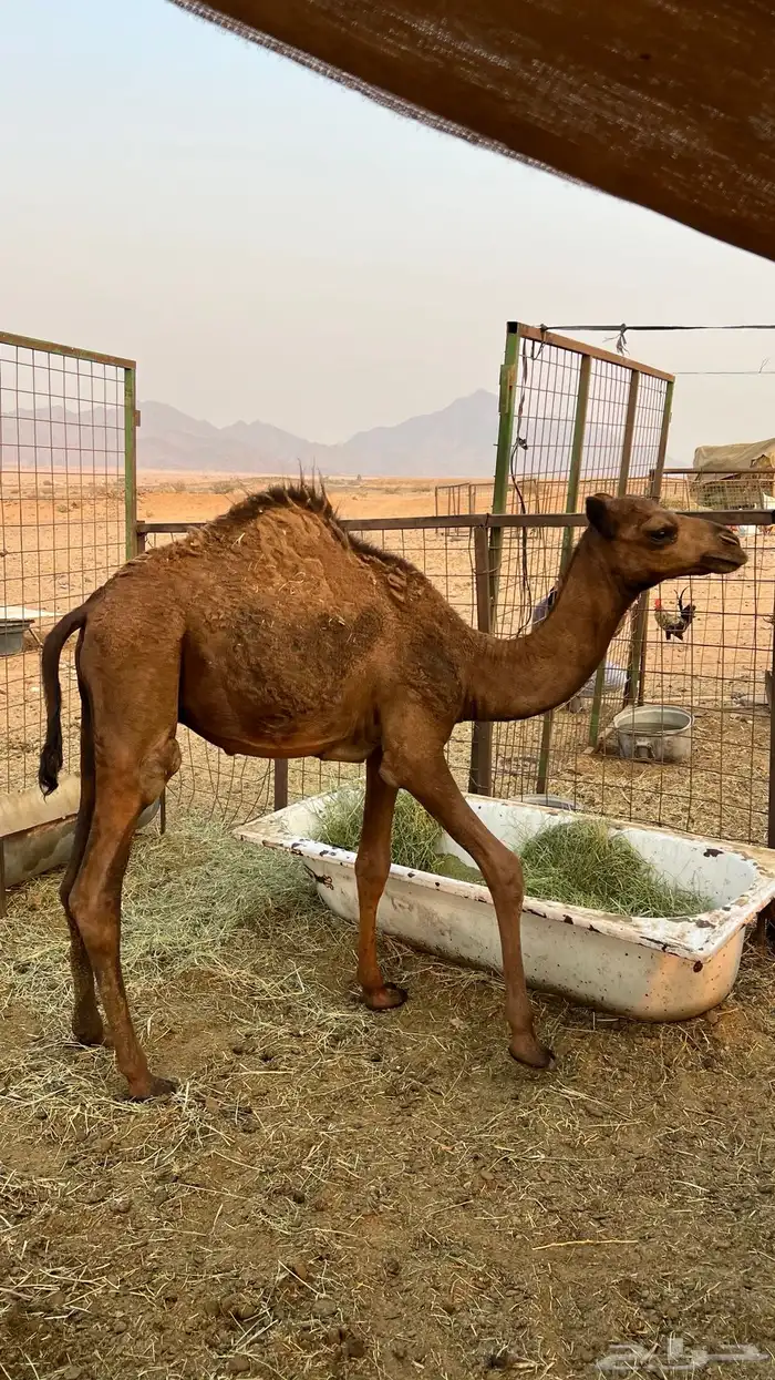 قعدان للبيع 0